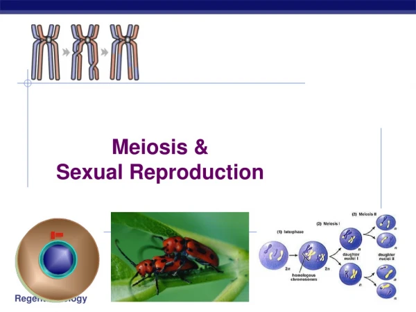 Meiosis &amp; Sexual Reproduction