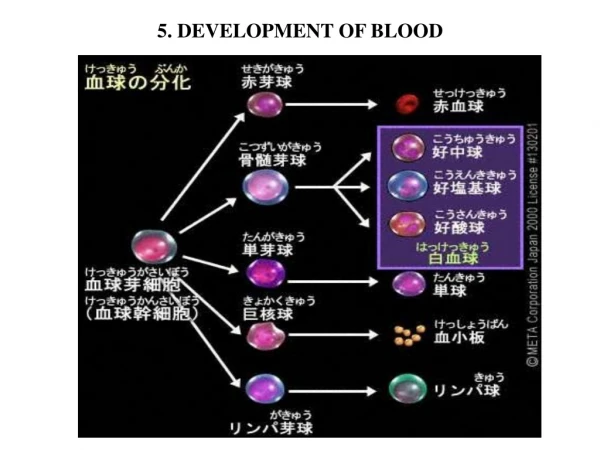 5.  DEVELOPMENT OF BLOOD