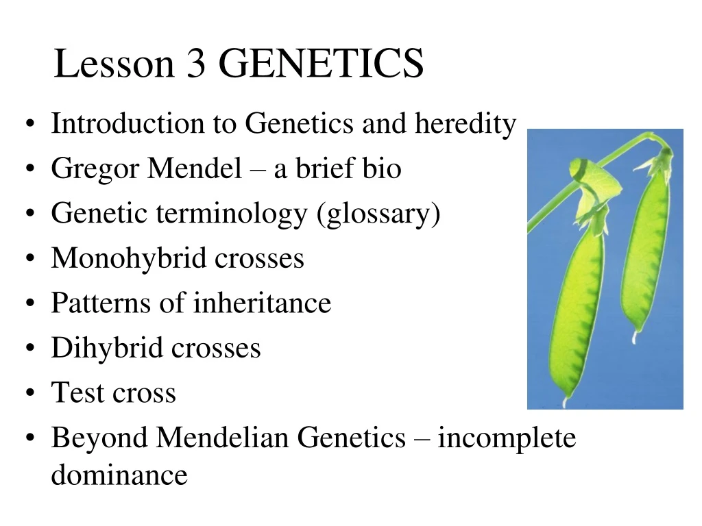 lesson 3 genetics