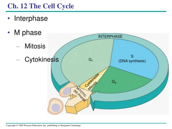 Ch. 12 The Cell Cycle