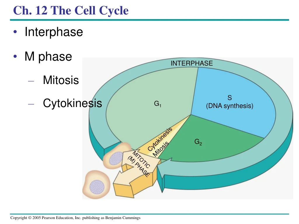 ch 12 the cell cycle