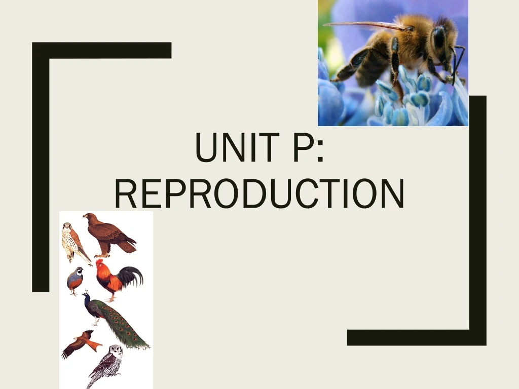 unit p reproduction