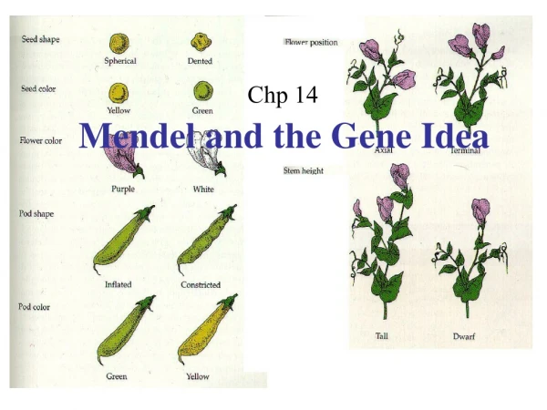 Mendel and the Gene Idea