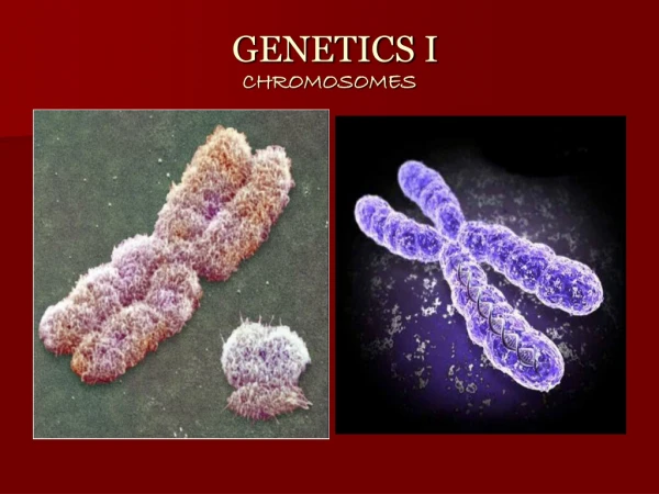 GENETICS I CHROMOSOMES