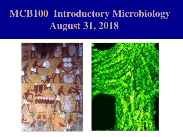 MCB100  Introductory Microbiology                    August 31, 2018