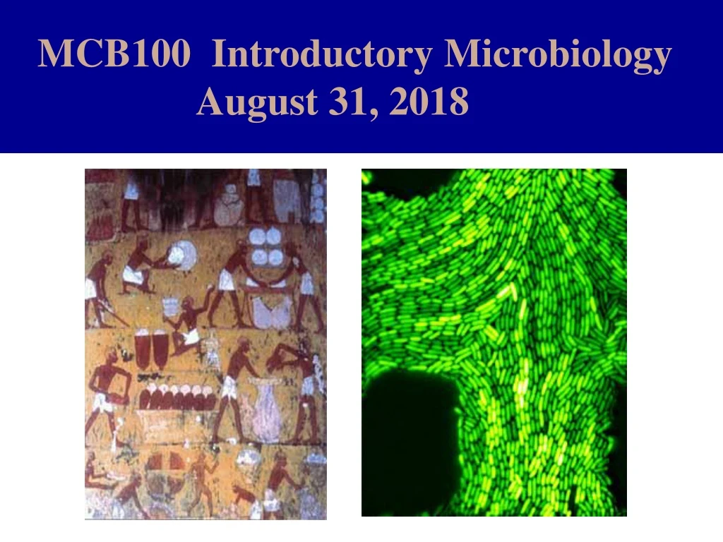 mcb100 introductory microbiology august 31 2018