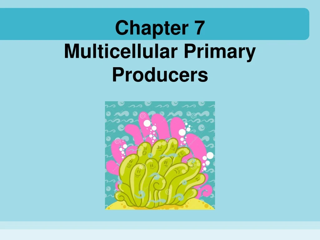 chapter 7 multicellular primary producers