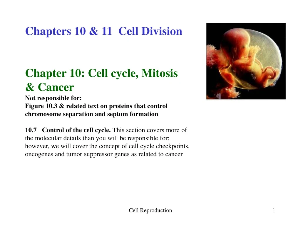 chapters 10 11 cell division chapter 10 cell