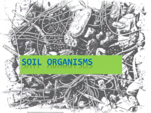 Soil  ORGANISMS