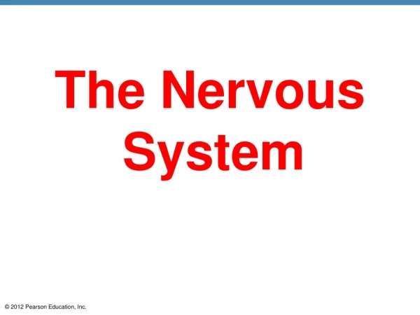 The Nervous System