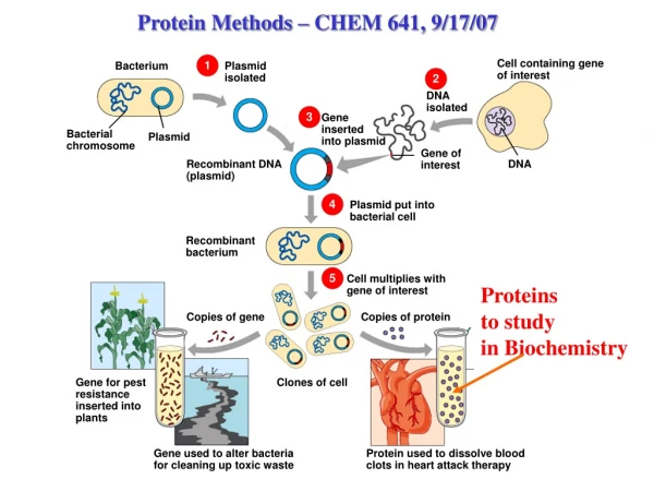 Protein Methods – CHEM 641, 9/17/07