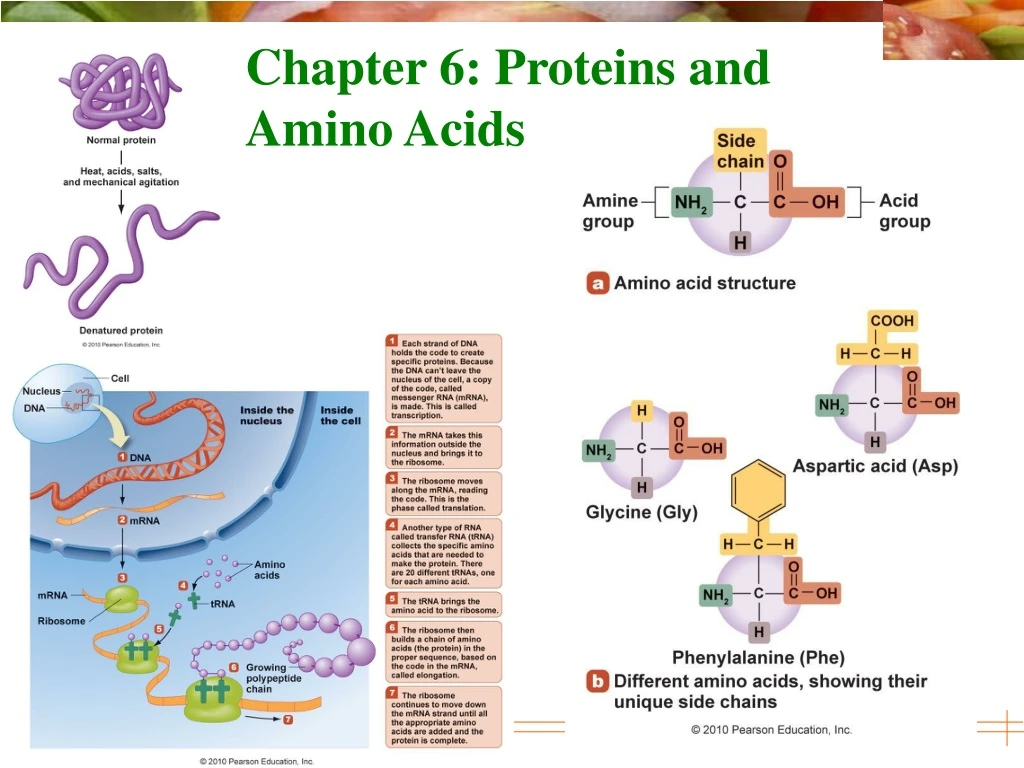 chapter 6 proteins and amino acids