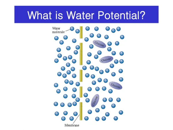 What is Water Potential?