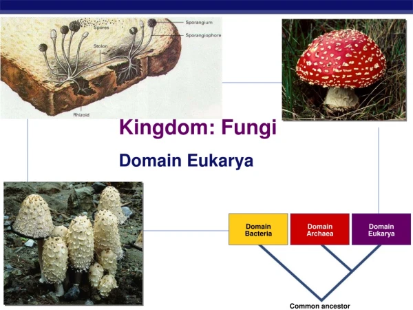 Kingdom: Fungi