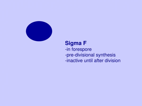 Sigma F -in forespore -pre-divisional synthesis -inactive until after division