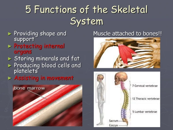 5 Functions of the Skeletal System