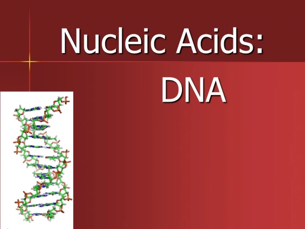 Nucleic Acids: 	DNA