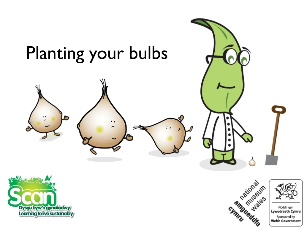 planting your bulbs