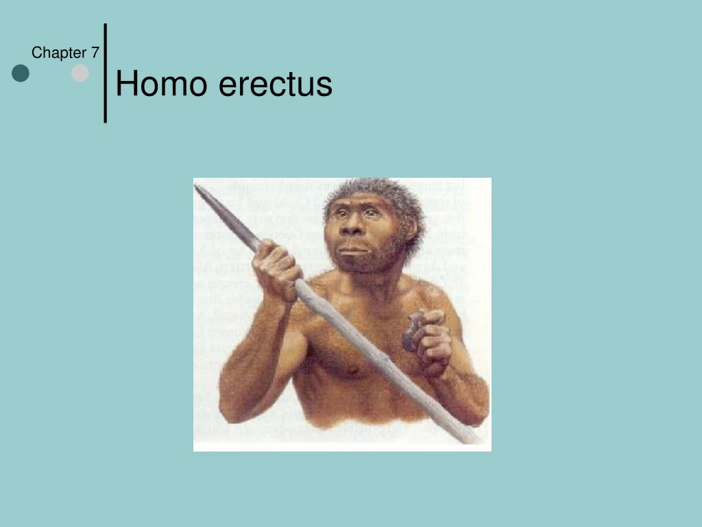 chapter 7 homo erectus