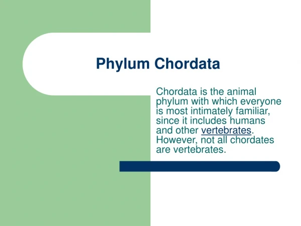 Phylum Chordata