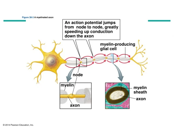 Figure 38-3  A myelinated axon