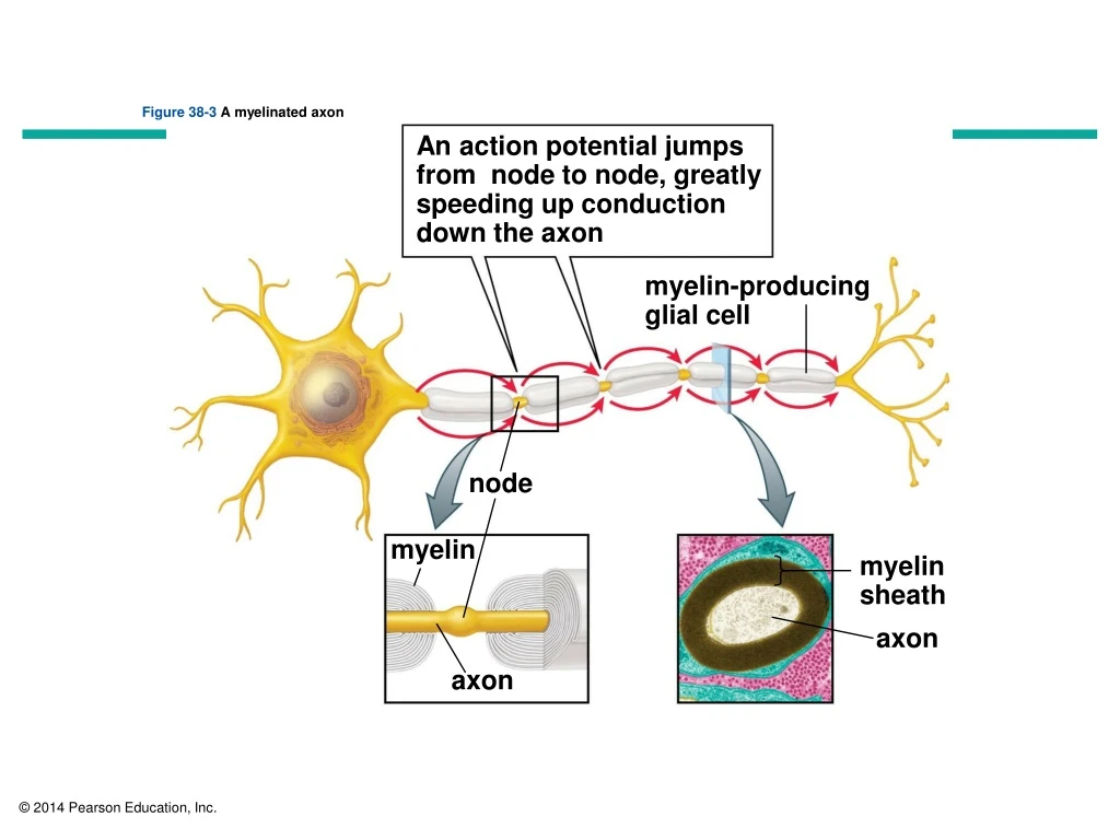 figure 38 3 a myelinated axon