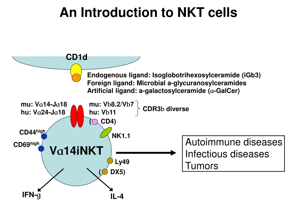 an introduction to nkt cells