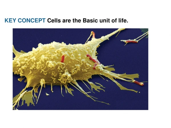 KEY CONCEPT  Cells are the Basic unit of life.