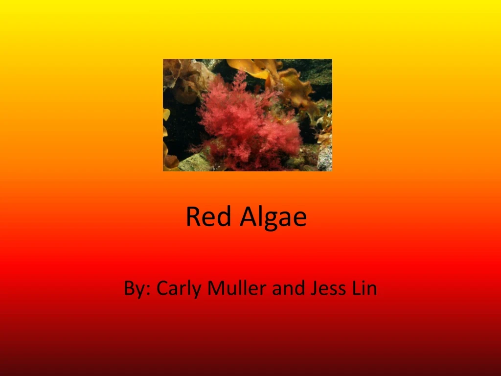 red algae