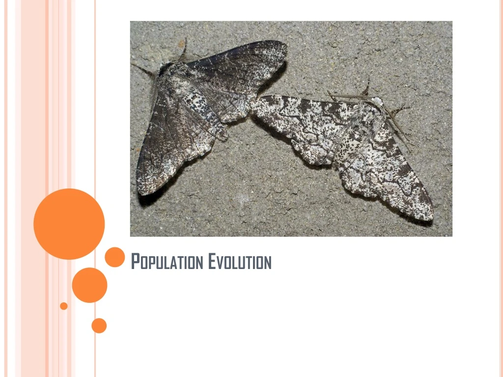 population evolution