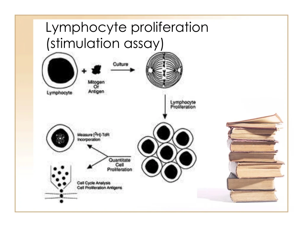 lymphocyte proliferation stimulation assay
