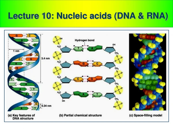 Lecture 10: Nucleic  acids (DNA &amp; RNA)