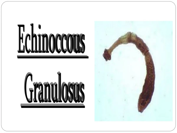 Echinoccous Granulosus