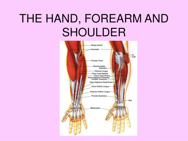 THE HAND, FOREARM AND SHOULDER