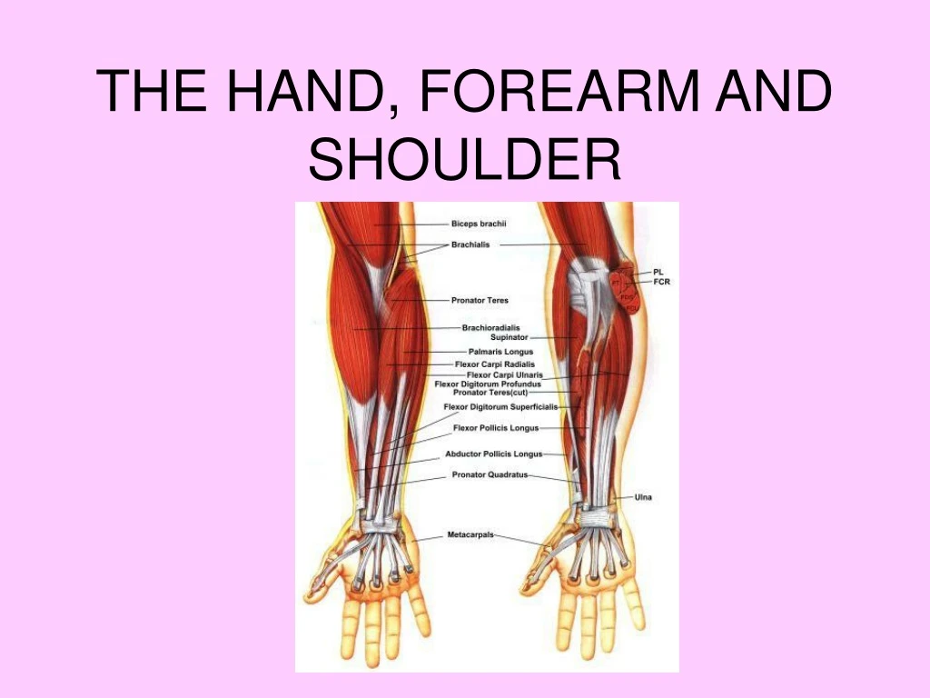 the hand forearm and shoulder