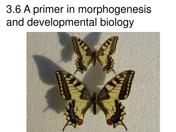 3.6 A primer in morphogenesis  and developmental biology