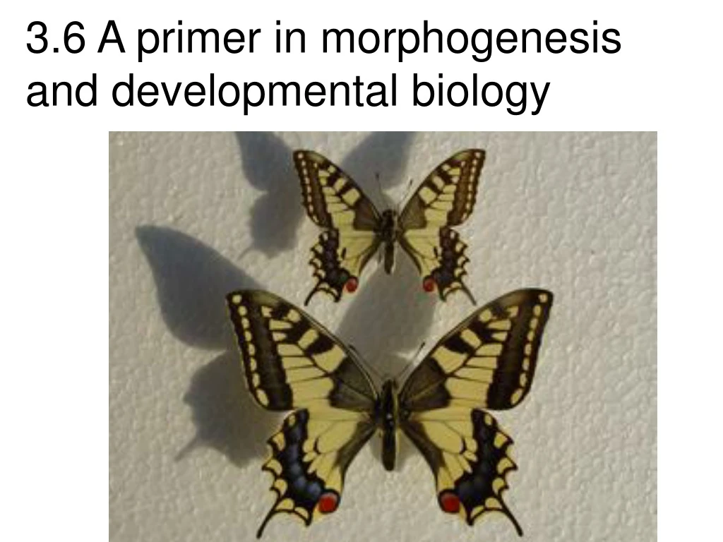3 6 a primer in morphogenesis and developmental