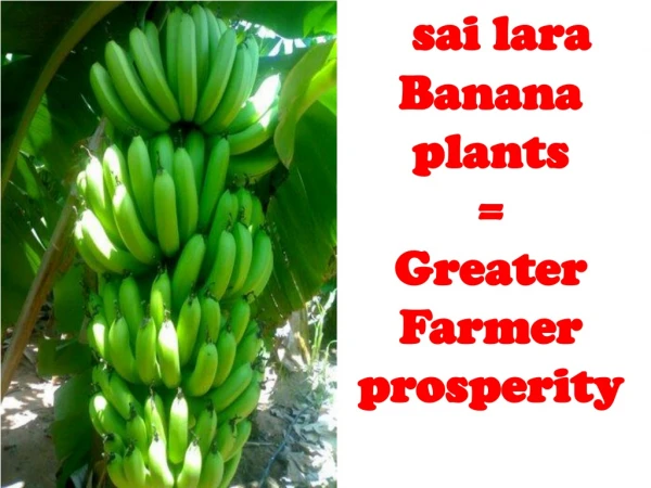 sai lara Banana plants  = Greater Farmer prosperity