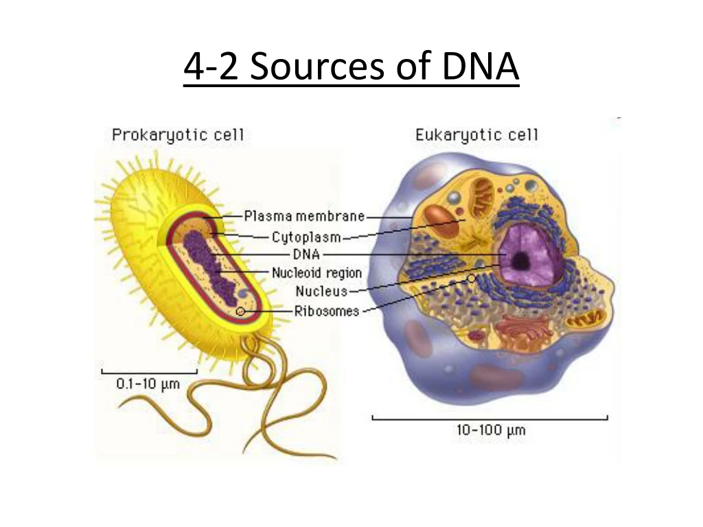 4 2 sources of dna
