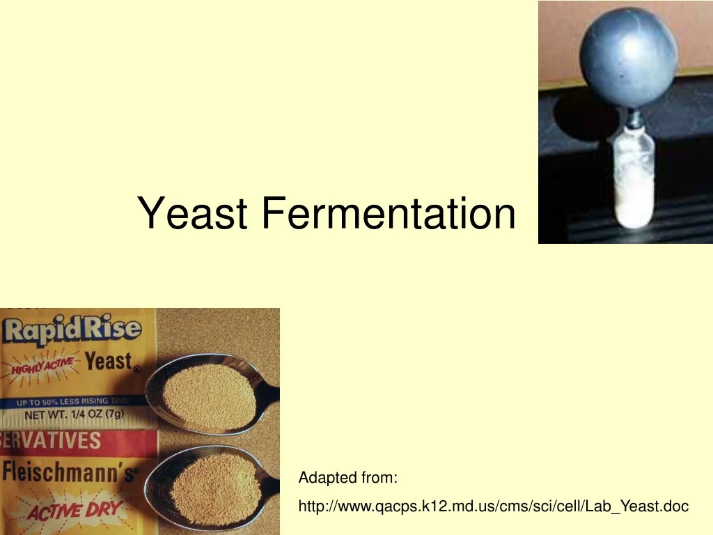 yeast fermentation