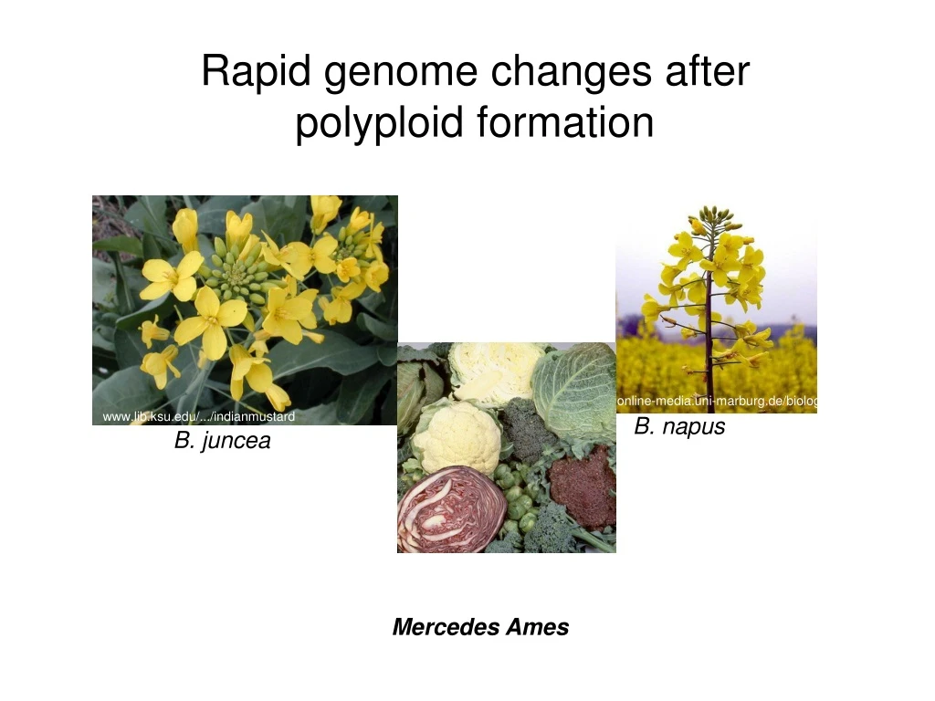 rapid genome changes after polyploid formation