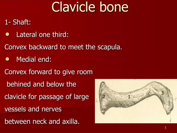 Clavicle bone