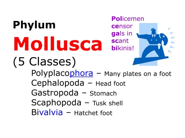Phylum Mollusca (5 Classes)  Polyplaco phora  –  Many plates on a foot Cephalopoda –  Head foot