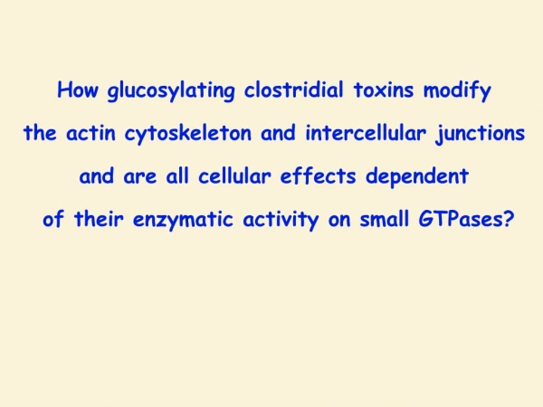How glucosylating clostridial toxins modify  the actin cytoskeleton and intercellular junctions