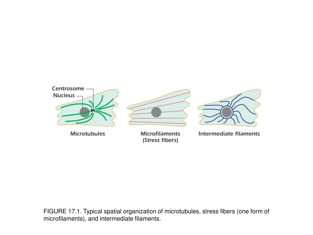 figure 17 1 typical spatial organization