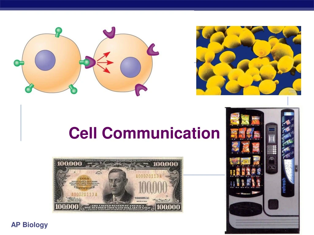 cell communication