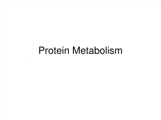 PPT - Protein Metabolism PowerPoint Presentation, Free Download - ID:217242