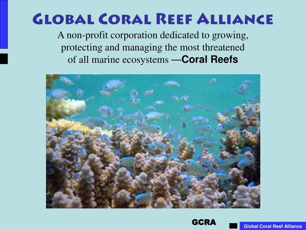 global coral reef alliance a non profit