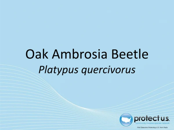 Oak Ambrosia Beetle  Platypus quercivorus