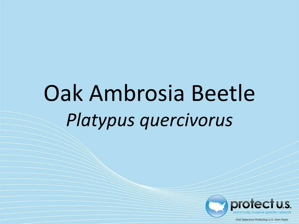 oak ambrosia beetle platypus quercivorus